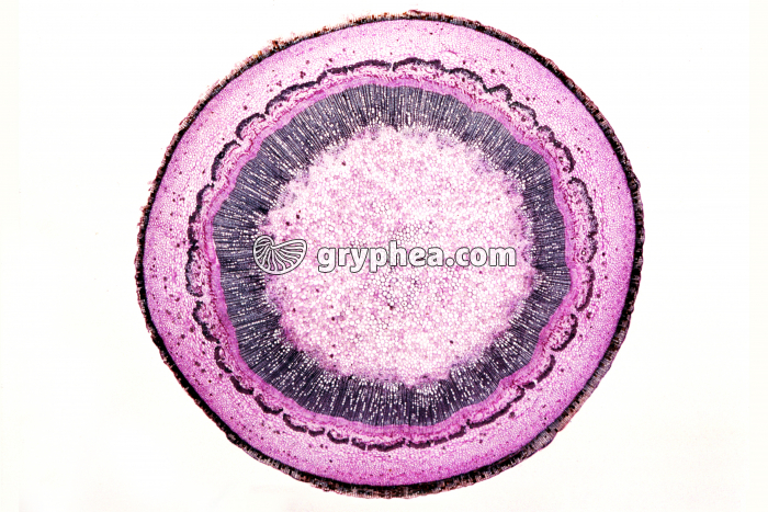 Tige de Marronnier CT x4 - gryphea.com